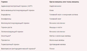 гипофиз